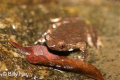 adult 1